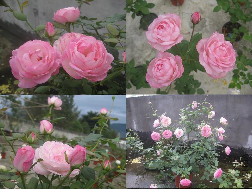 ��ݮ���ʱ�