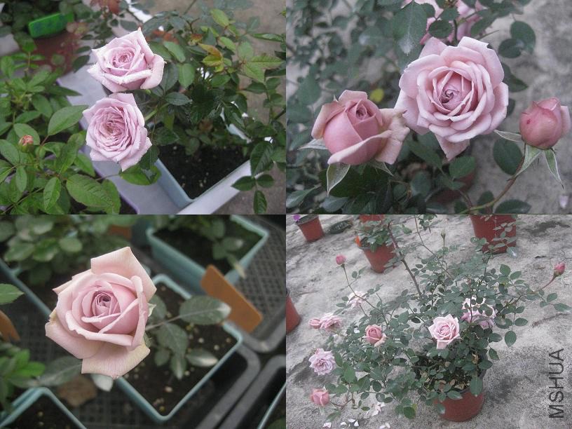 ΢��޹�²�