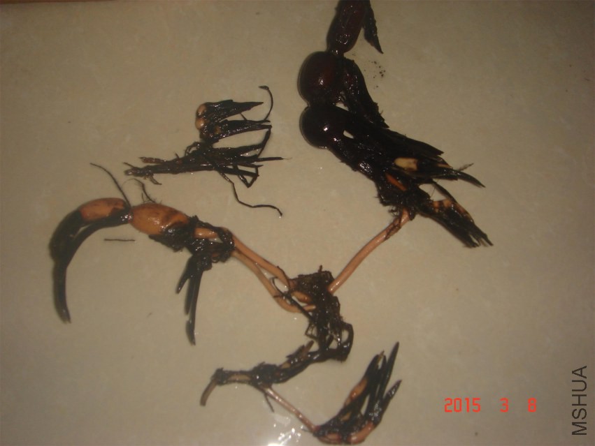 DSC09850.JPG