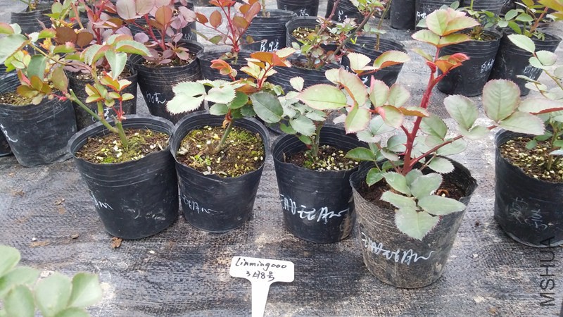 20150308_163745.jpg