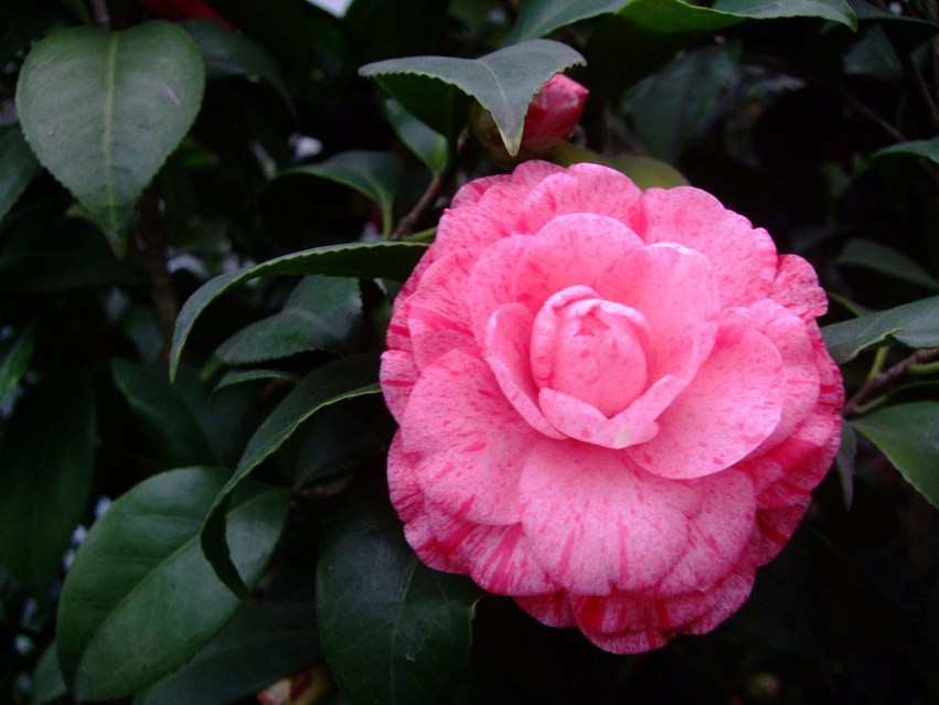 �����˹ 2015-3-8 001w.jpg