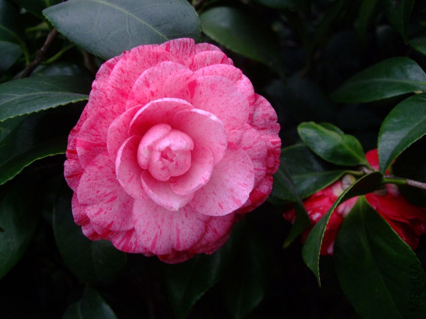 �����˹ 2015-3-8 003w.jpg
