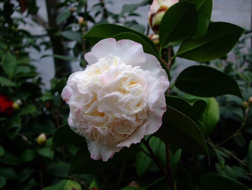 ���ж� 2015-3-3 066w.jpg