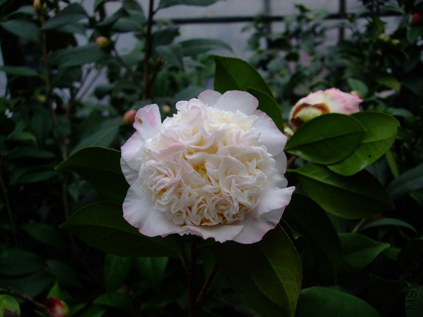���ж� 2015-3-3 068w.jpg