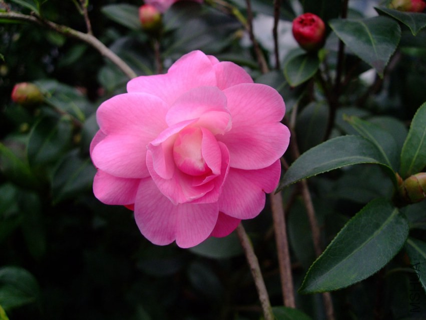 ��Ħ�� 2015-2-24 073w.jpg
