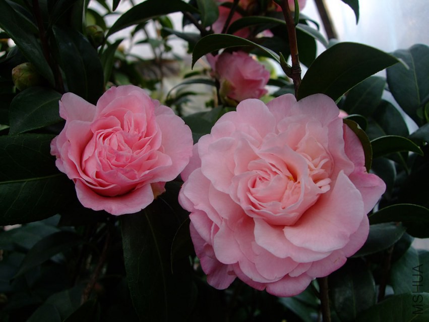ţ���µ�ʯ 2015-1-25 021w.jpg