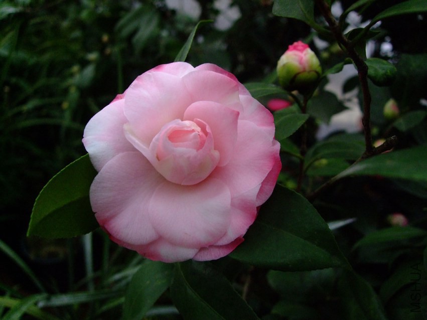 ţ�������� 2015-3-6 041w.jpg