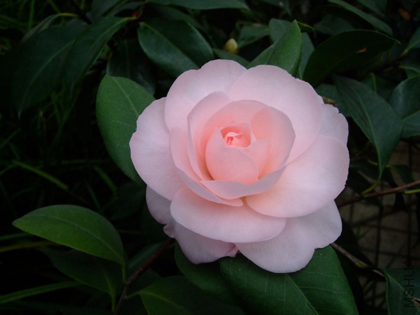 �������� 2015-1-25 012w.jpg