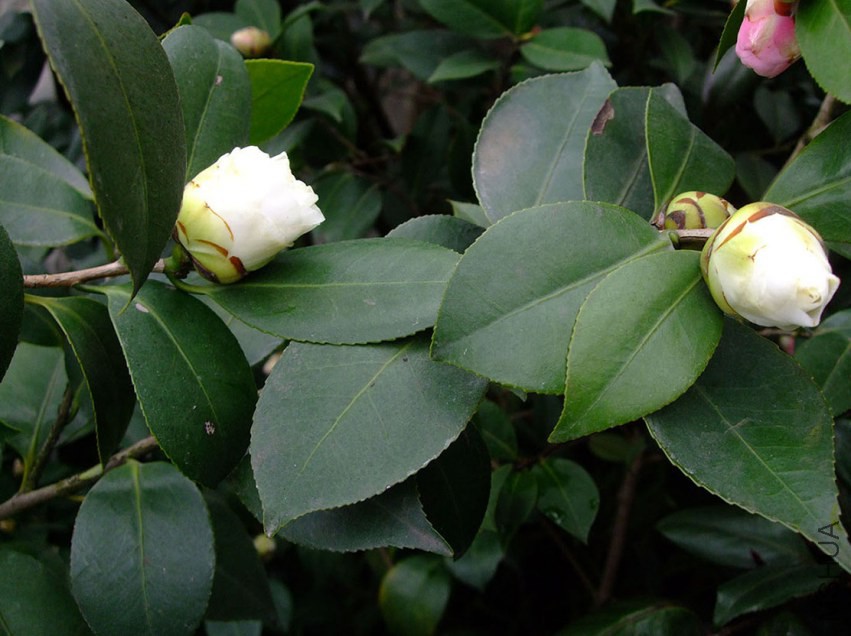 ţ���� 2015-3-9 019w.jpg