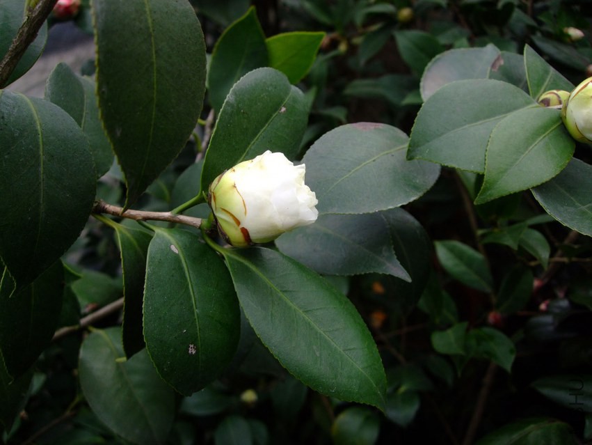 ţ���� 2015-3-9 020w.jpg