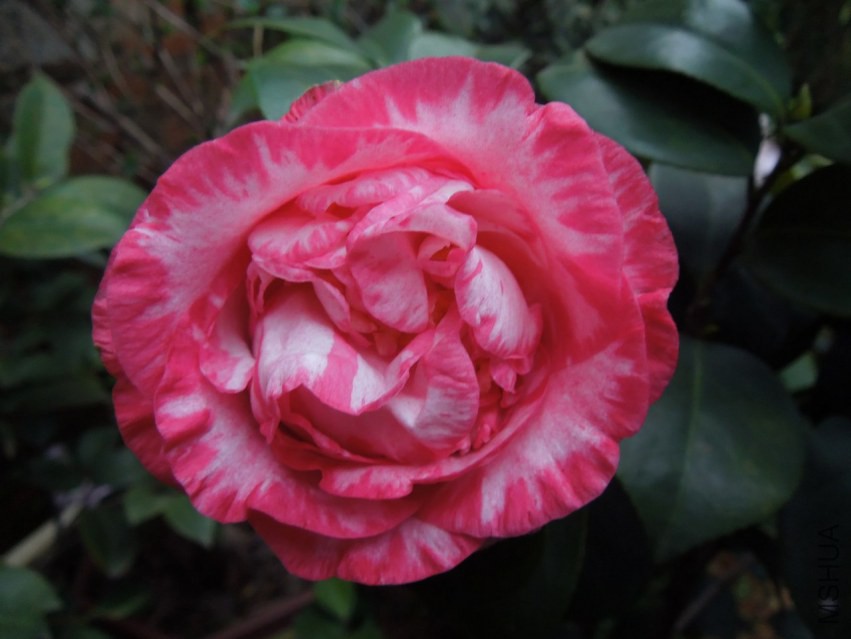 DSCN4678.JPG