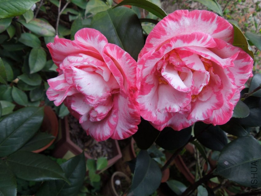 DSCN4682.JPG