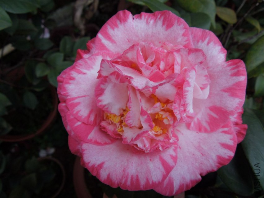 DSCN4687.JPG