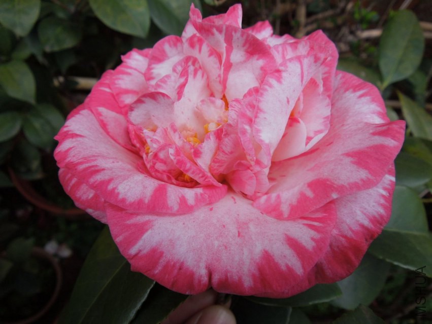 DSCN4688.JPG