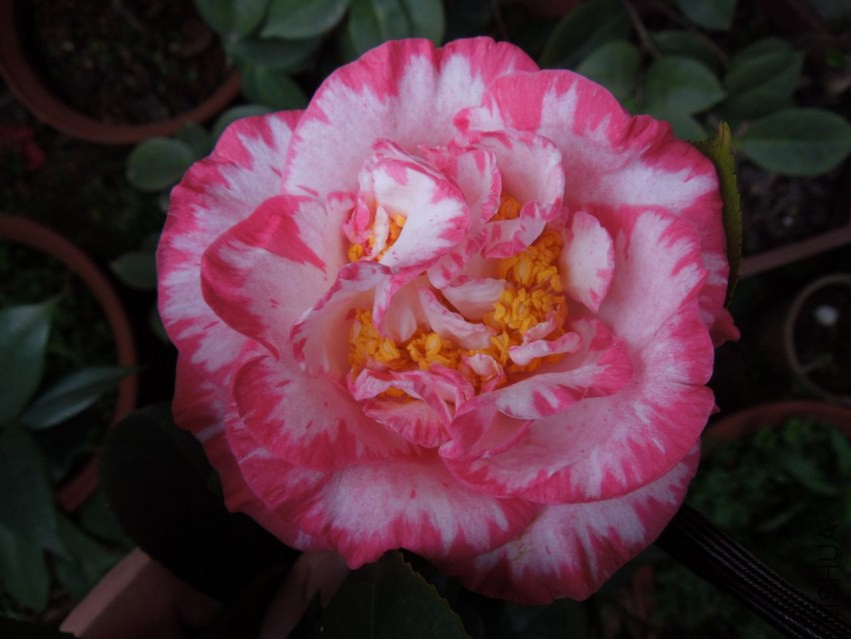 DSCN4689.JPG