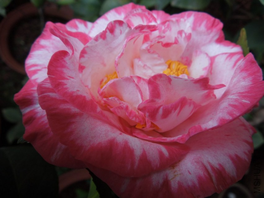 DSCN4691.JPG