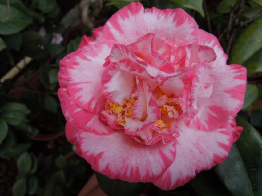 DSCN4694.JPG
