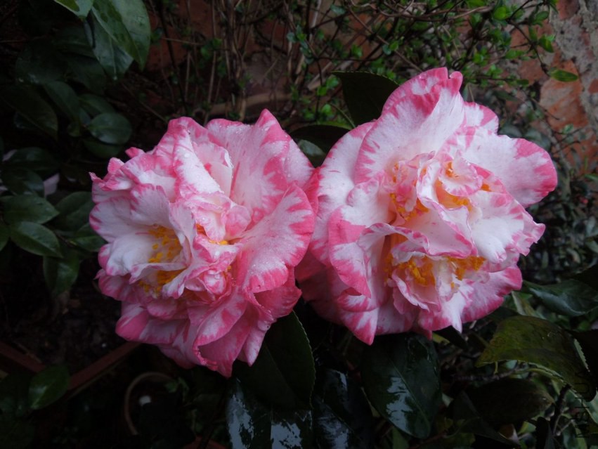 DSCN4712.JPG