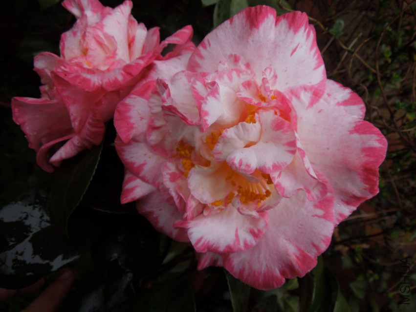 DSCN4711.JPG