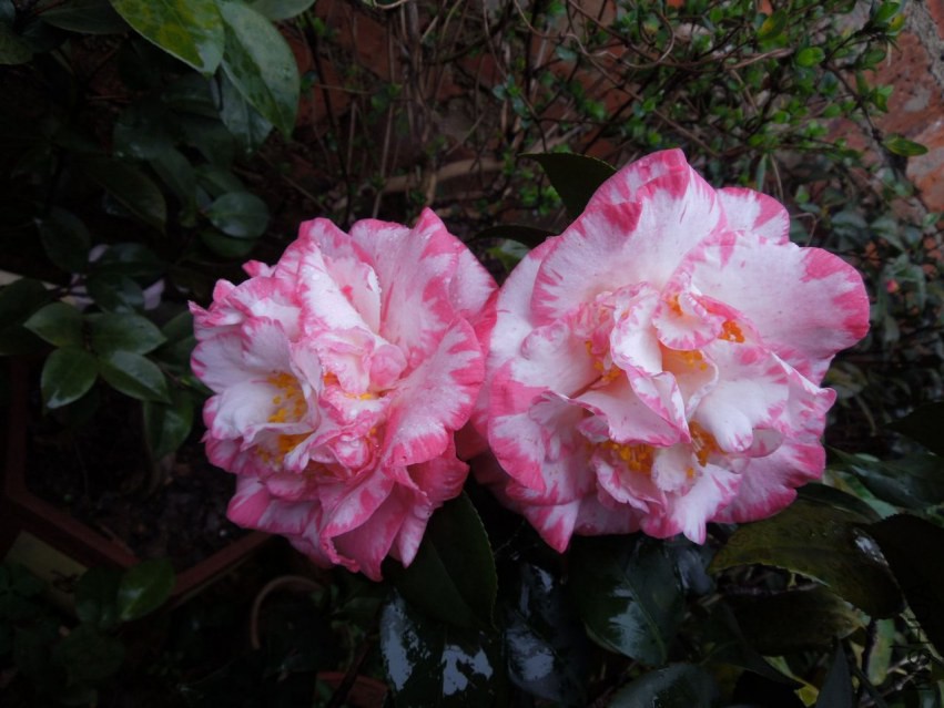 DSCN4710.JPG