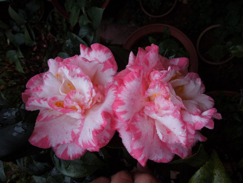 DSCN4709.JPG