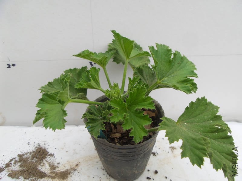 20150309_123433.jpg