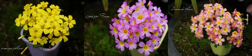 IMG_2085_����_����_����.jpg
