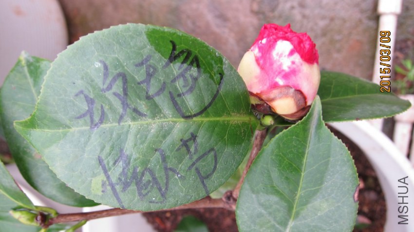 �� ɫ �� �� ��