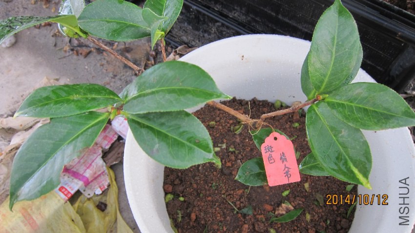 �� ɫ �� �� ��