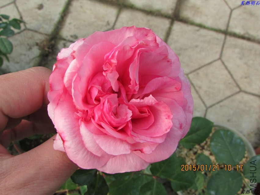 IMG_5924_nEO_IMG.jpg