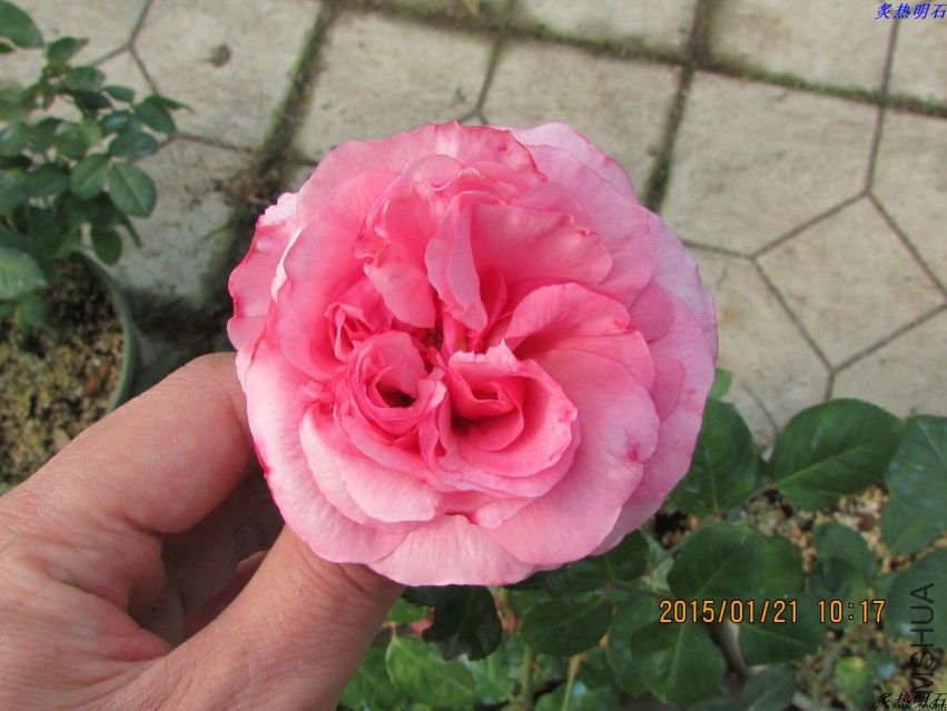 IMG_5927_nEO_IMG.jpg