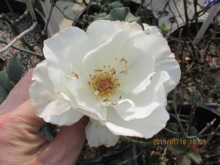 IMG_5879_nEO_IMG.jpg