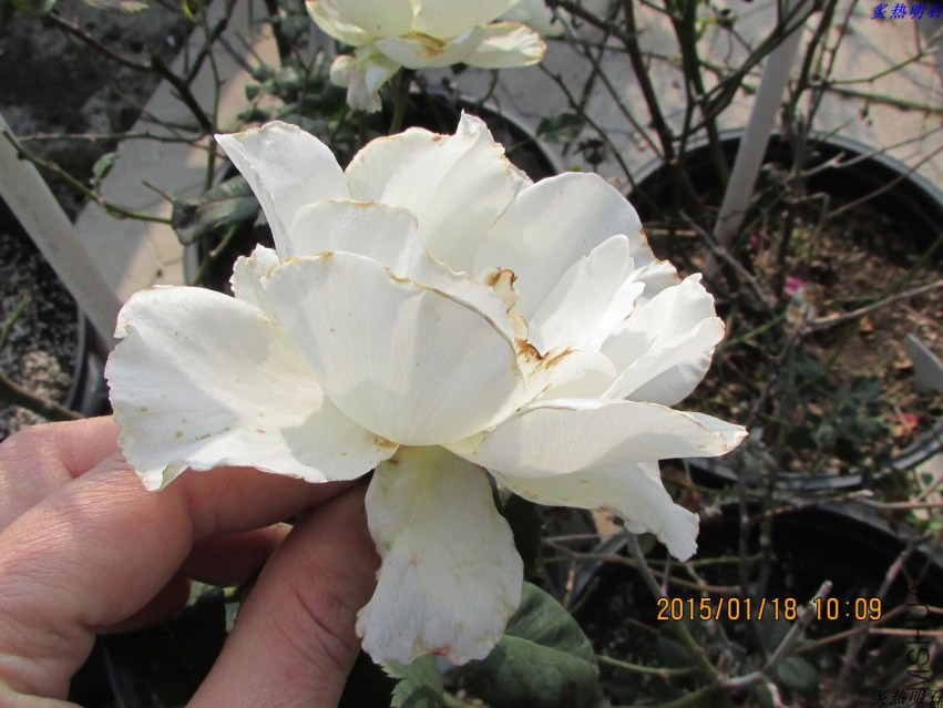 IMG_5881_nEO_IMG.jpg