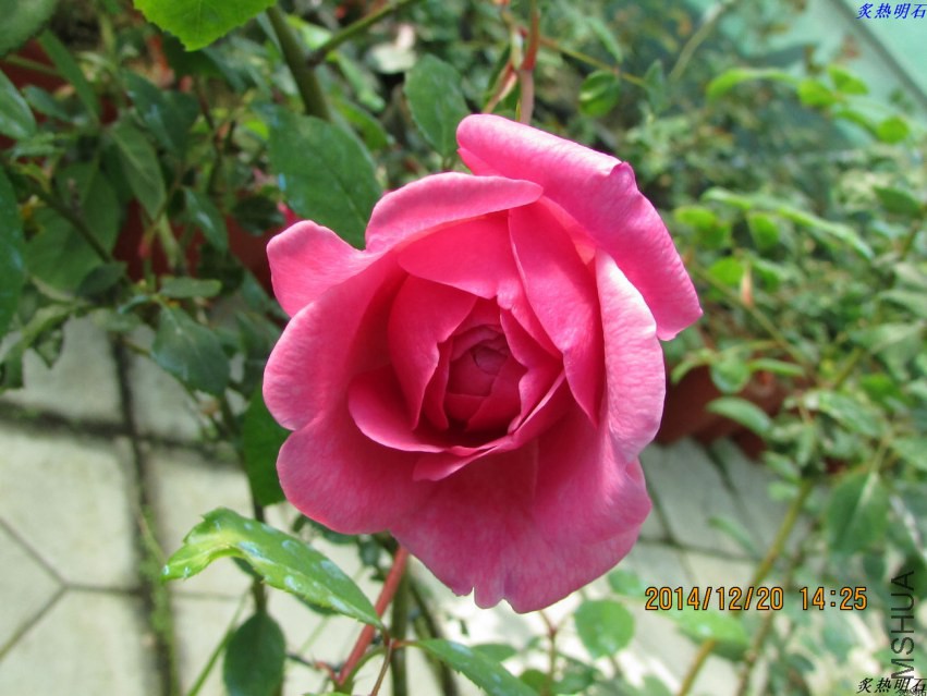 IMG_3805_nEO_IMG.jpg