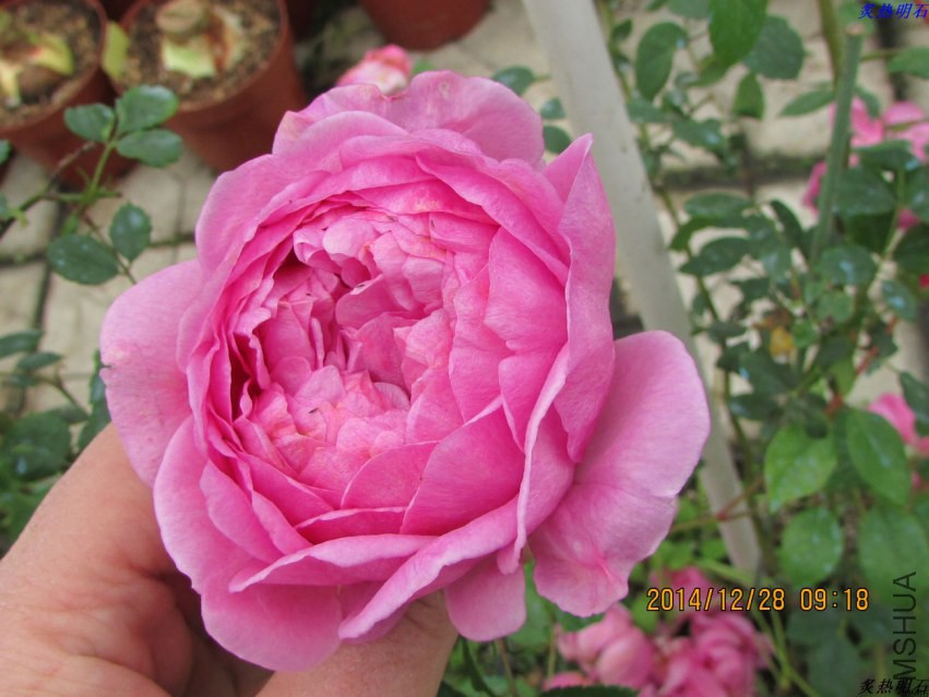 IMG_3870_nEO_IMG.jpg