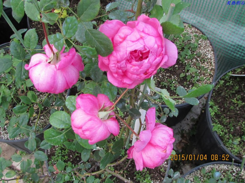 IMG_4607_nEO_IMG.jpg