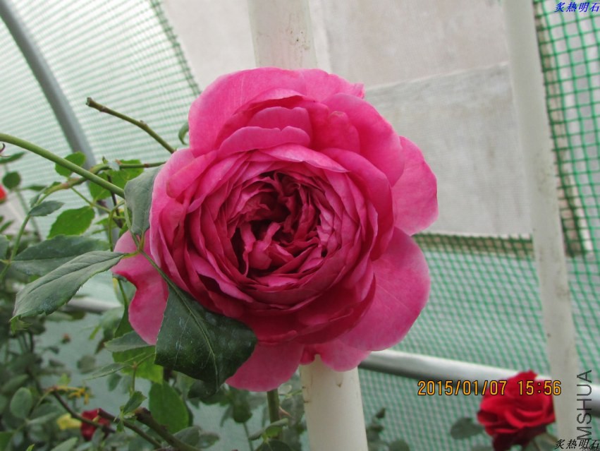 IMG_4888_nEO_IMG.jpg