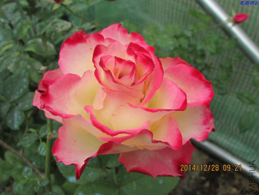 IMG_3900_nEO_IMG.jpg
