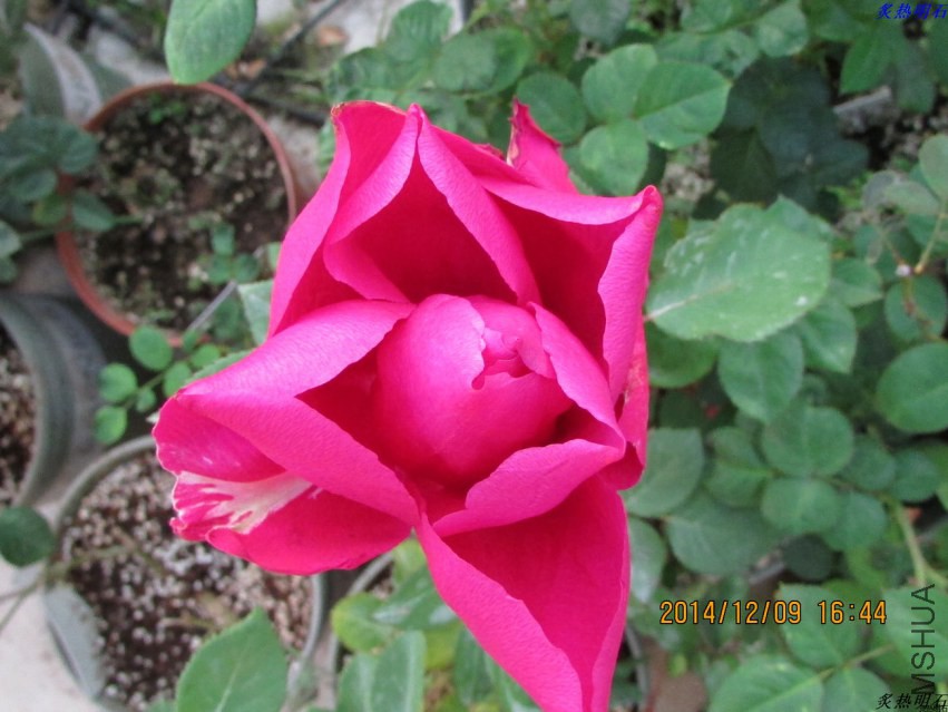 IMG_2955_nEO_IMG.jpg