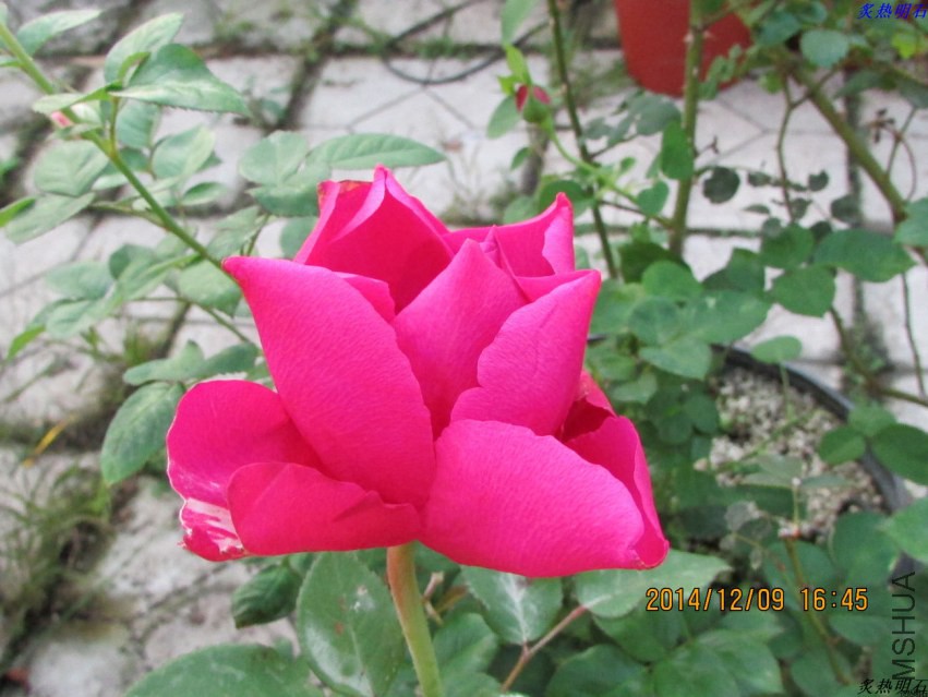 IMG_2957_nEO_IMG.jpg