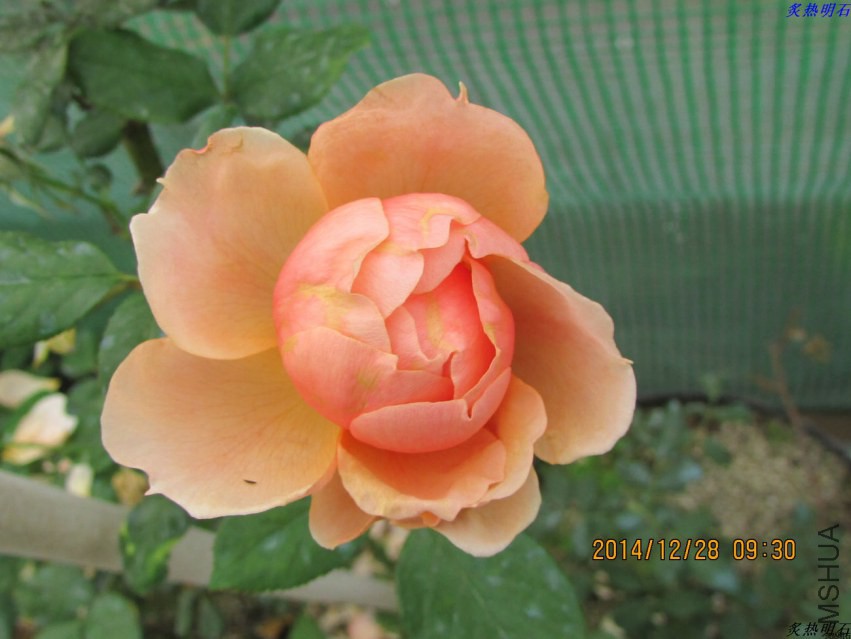 IMG_3980_nEO_IMG.jpg