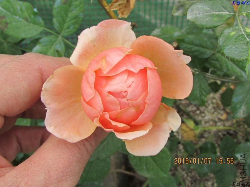 IMG_4877_nEO_IMG.jpg