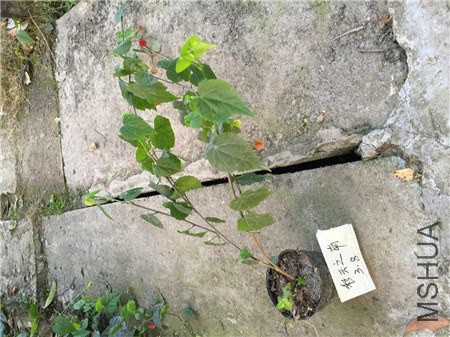 QQͼƬ20150309184716.jpg
