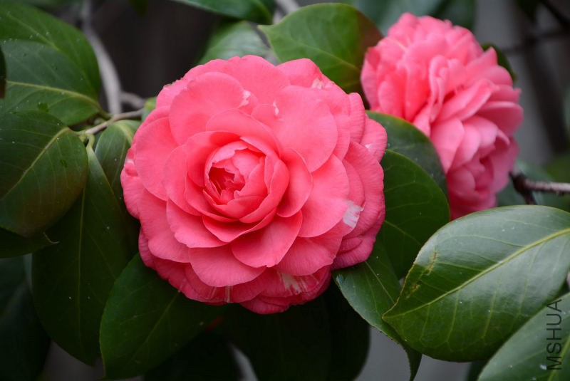 DSC_01300113.JPG