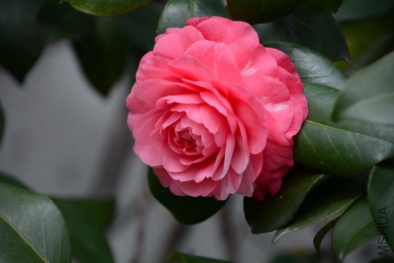 DSC_01280111.JPG