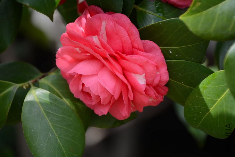DSC_01240107.JPG