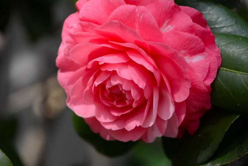 DSC_01390122.JPG
