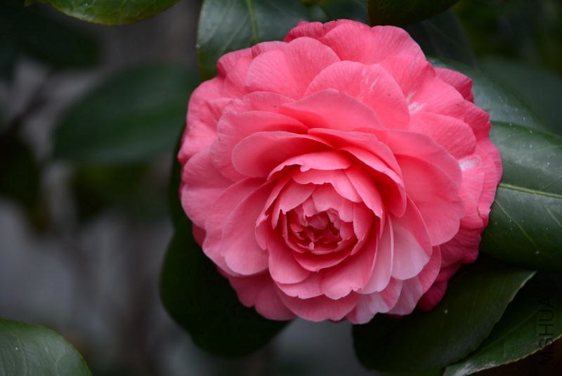 DSC_01410124.JPG