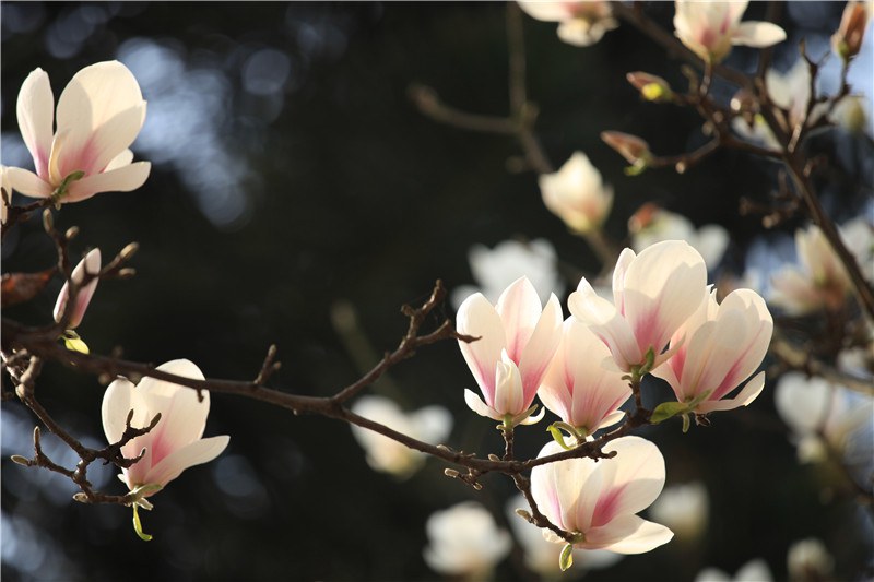 3��8�գ����������� (12).JPG