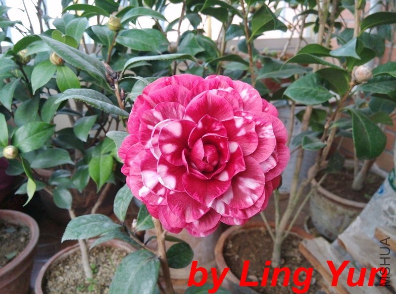 IMG_20131216_084737.jpg
